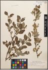 Foto von Salix caprea L. x Salix repens L.